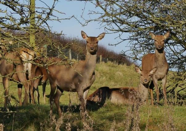 Deer at walesby by Angela Mayne EMN-170313-131649001