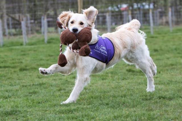 Canine Partners were hoping to get special permission to exercise an assistance dog like this one on Heckington Playing Field. EMN-170303-165056001