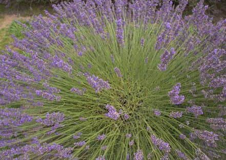 Lavender EMN-170403-084932001