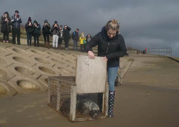 Ella Yeaden releasing Dippy the seal. Picture: Simon the seal keeper. EMN-171003-092715001