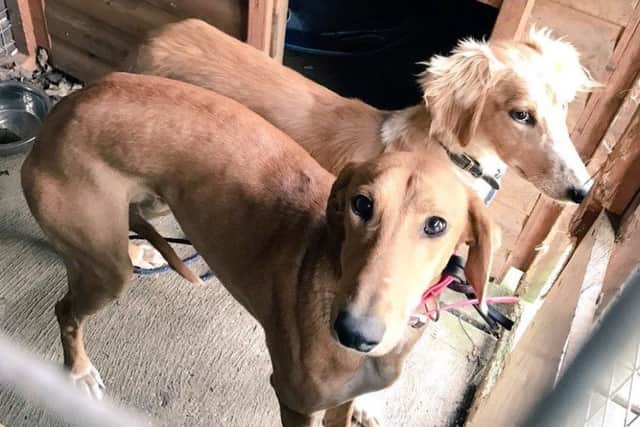 The dogs were safely transported to a kennel.
