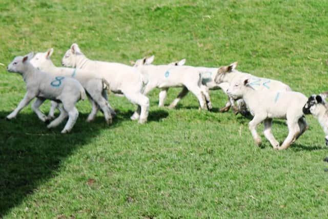 Lambs at Thoresway by Wes Allison EMN-170320-132212001