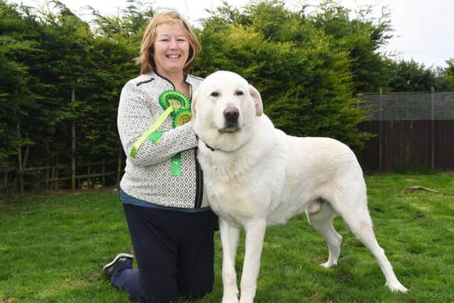 Anne Yates of Wrangle with her Anatolian Shepherd Dog, Asalet Comal.