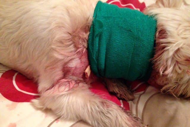 Charlie the Westie recovering at his home in Chapel St Leonards after an attack by a Pit Bull-type dog. ANL-170314-100159001