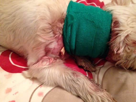 Charlie the Westie recovering at his home in Chapel St Leonards after an attack by a Pit Bull-type dog. ANL-170314-100159001