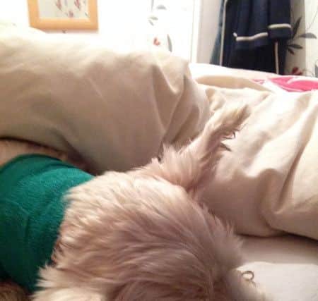 Charlie the Westie recovering at his home in Chapel St Leonards after an attack by a Pit Bull-type dog. ANL-170314-100249001