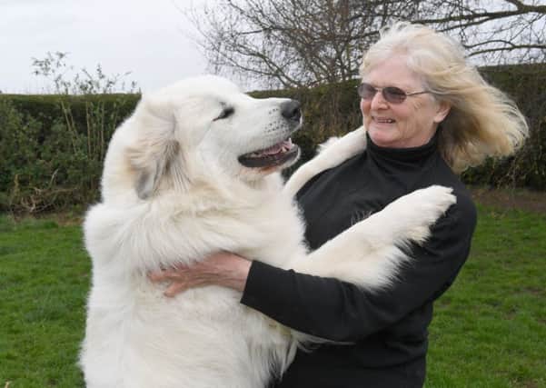Pat Bayliss of Heckington with her Pyrenean Mountain Dog, Sophie. EMN-170320-132424001