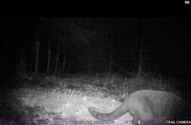 Moggy or mountain lion? Farmer captures 'mystery' feline on camera
