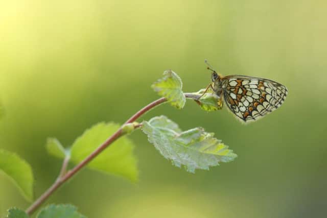 Heath Fritillary butterfly