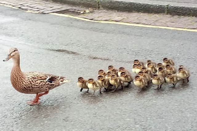 The 25-strong family of ducks heading back to the river