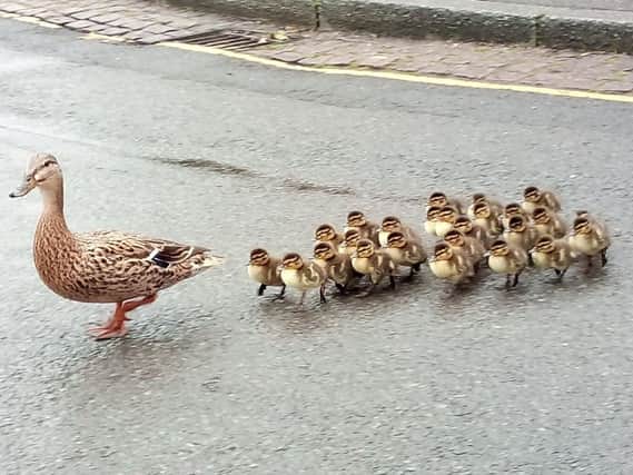 The 25-strong family of ducks heading back to the river