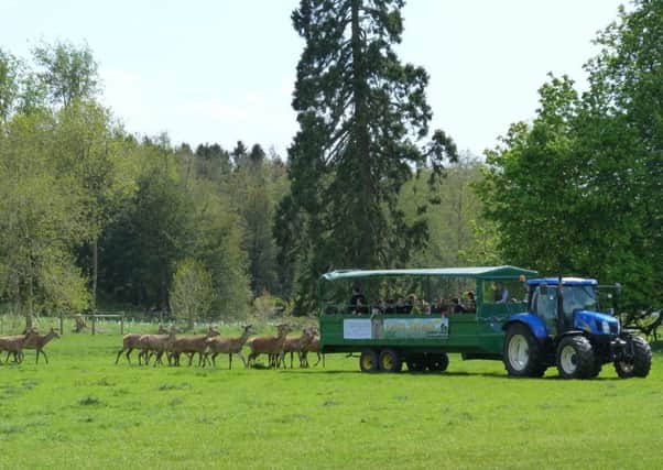 Red deer will be making way for the big screen at Stourton Estates EMN-170427-084531001