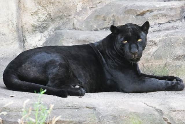 A black panther is coming to Friskney. Library image, provided.
