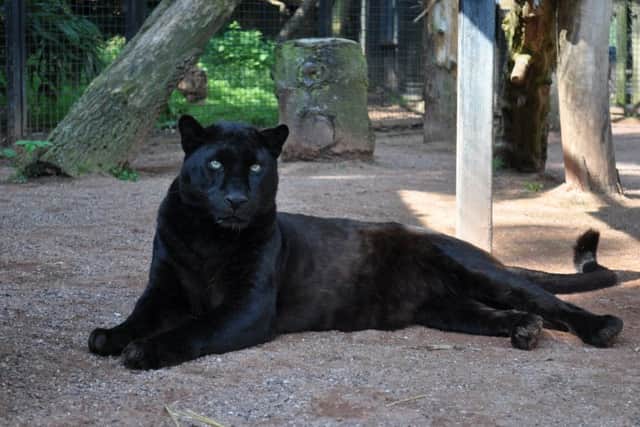Coming soon to Lincolnshire Wildlife Park ... Zuri.