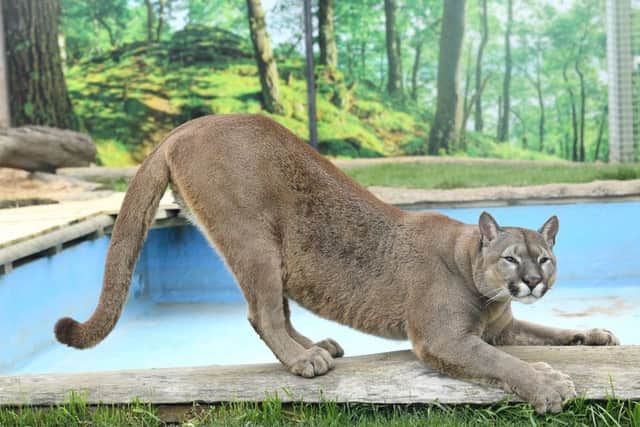 Stretch... Nigel the puma is enjoying life in his enclosure at Lincolnshire Wildlife Park. EMN-170505-110106001