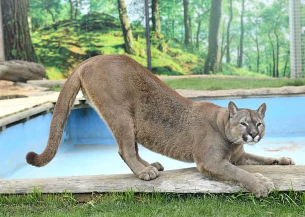 Stretch... Nigel the puma is enjoying life in his enclosure at Lincolnshire Wildlife Park. EMN-170505-110106001