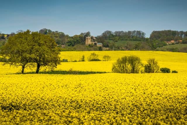 Tealby All Saints among the classic Lincolnshire yellow fields (Photo by Ashley Taylor, Push Creativity) EMN-170705-223602001