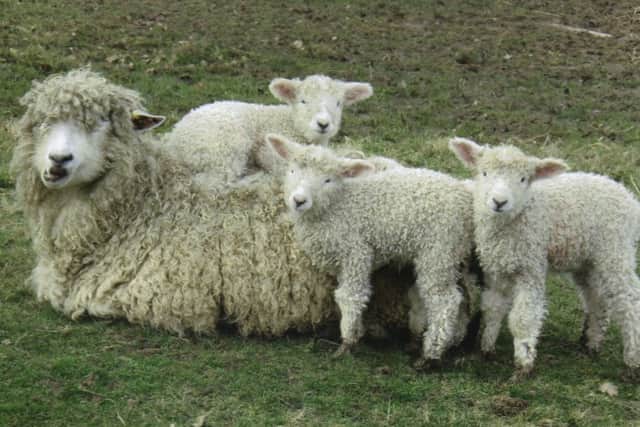 A 'Lincoln Longwool' exhibition is now on at Louth Museum.