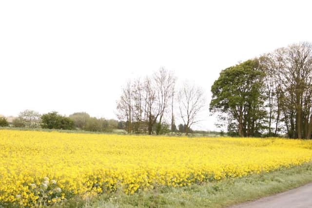 Oil seed rape flowering in the Wolds EMN-170305-141909001