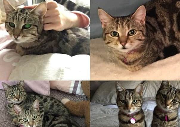 Appeal to find missing cat, Boo. EMN-170516-170420001