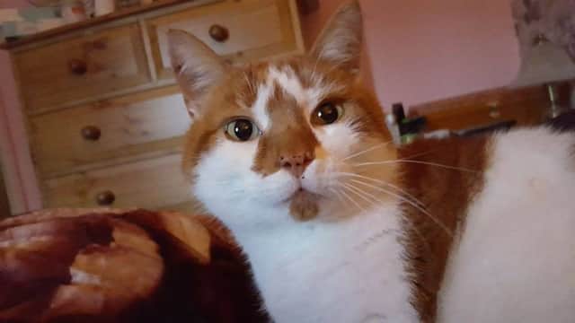 Tigger (pictured) is Jenny Turners nine year old cat who was run over earlier this month EMN-170523-142846001