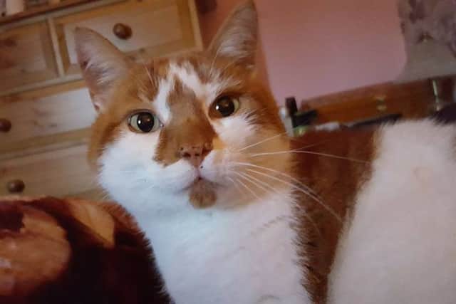 Tigger (pictured) is Jenny Turners nine year old cat who was run over earlier this month EMN-170523-142846001