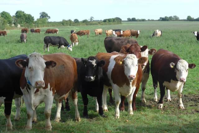 Minting Farm Park opens as part of Open Farm Sunday on June 11 EMN-170526-103921001