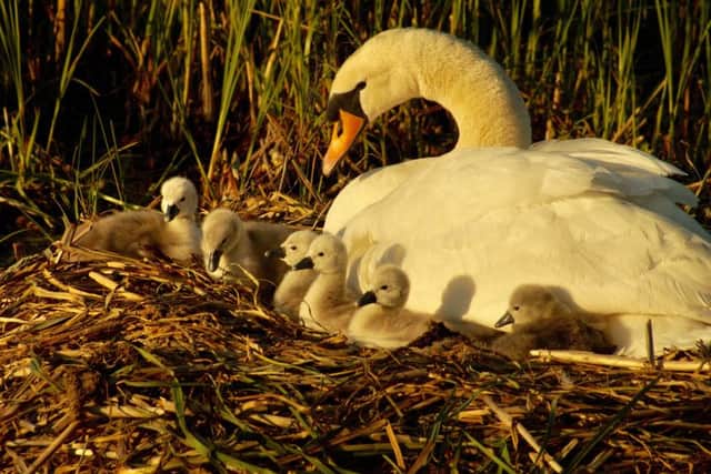 This week's Louth Leader Photo of the Week.