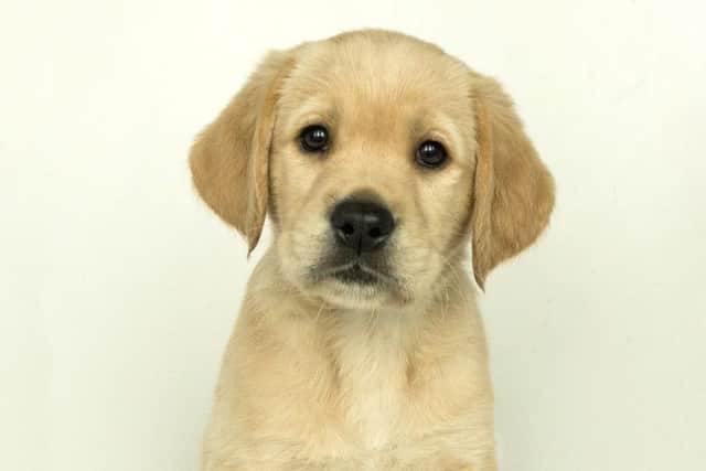 Guide dog puppy Mary, named after Mary Clark.