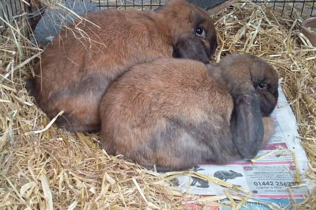 Toffee and Fudge, a bonded pair of mini lop males.