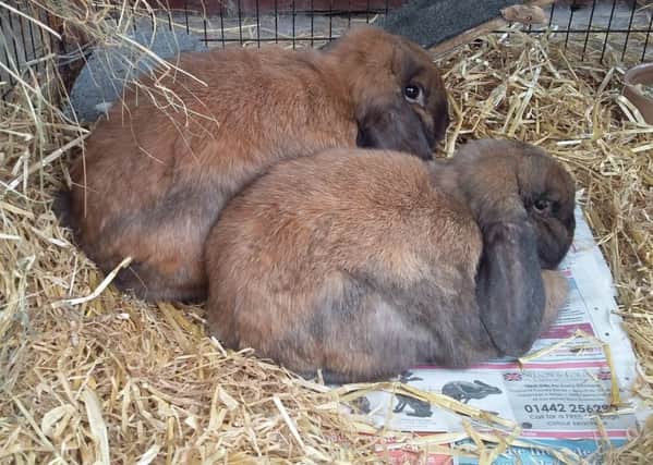 Toffee and Fudge, a bonded pair of mini lop males.