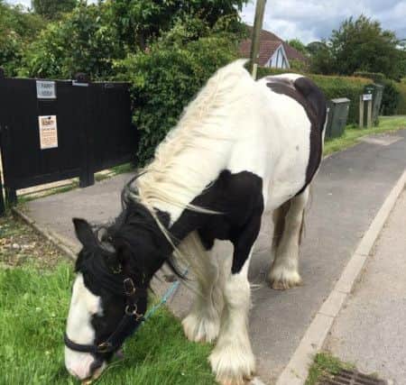 The horse was found in Saltfleet.