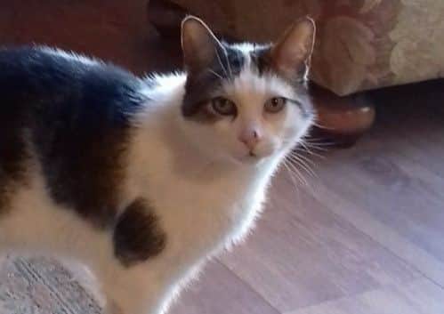 Oscar the cat has gone missing in Louth.