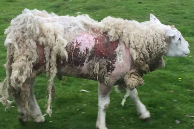 One of Mr Wilson's sheep