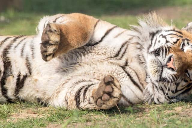 Syas relaxing in his enclosure.