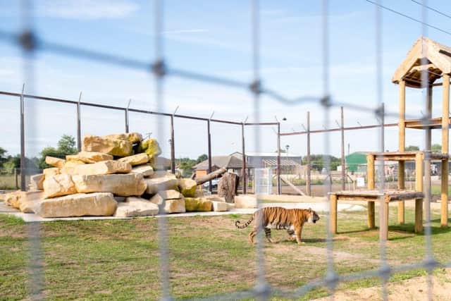 The tiger enclosure.