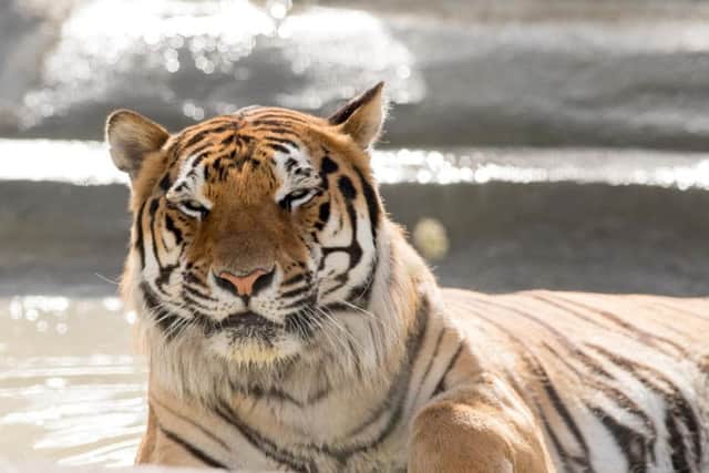 Syas the tiger relaxes in his enclosure.