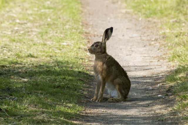 Hare coursing