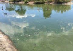 East Lindsey District Council says it is taking steps to reduce the amount of algae in a Skegness boating lake. ANL-170627-113743001