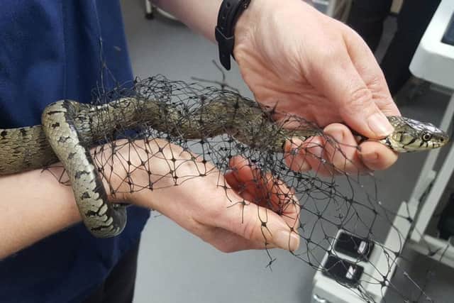 Gary the grass snake being released from the netting at Quarrington Vets