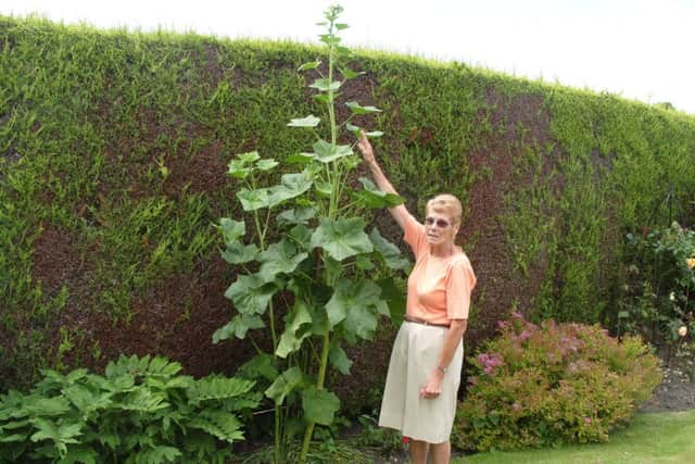 Sharon Kirk with the giant hollyhock at Tealby EMN-170717-082822001