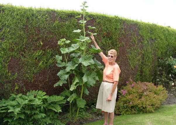 Sharon Kirk with the giant hollyhock at Tealby EMN-170717-082822001