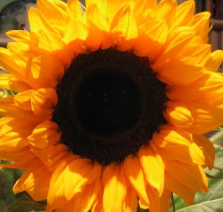 Open Gardens EMN-170718-101116001