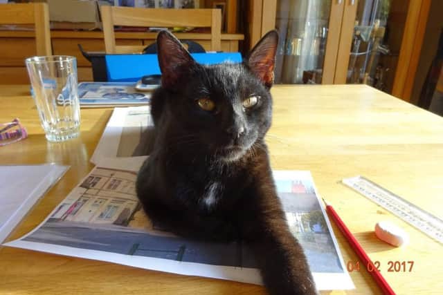 Merlin (pictured) was last seen 10 days ago. EMN-170724-143018001