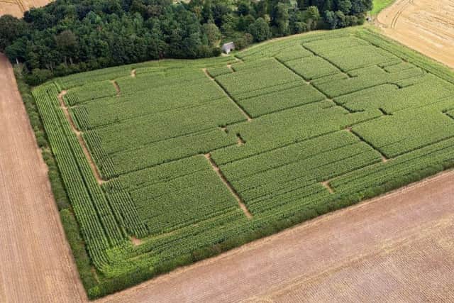 Maize maze at Uncle Henry's EMN-170728-154132001