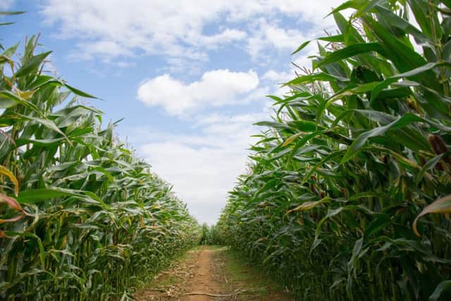 Maize maze at Uncle Henry's EMN-170728-154119001