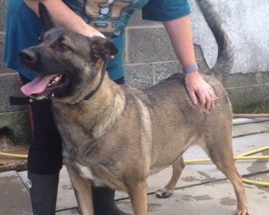 The dog was found in Jubilee Crescent.