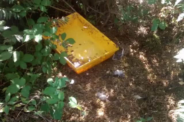 Two juvenile domestic gerbils were found next to a plastic cage where it is believed they had been abandoned in Walesby woods in Moor Road, Market Rasen. EMN-171108-141917001