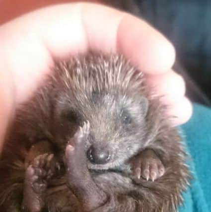 One of the many hoglets Tracey has nursed back to help at Hedgelina's Home For Hogs in Great Hale.