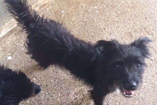 One of the two identical dogs, found in Binbrook woods today (Thursday).